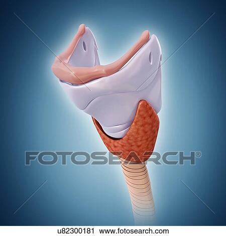 Thyroid gland and cartilage, illustration View Large Photo Image Stock Image - Thyroid gland and cartilage, illustration. Fotosearch