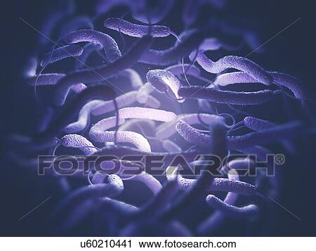 Vibrio cholerae and flagella View Large Photo Image Stock Image - Vibrio cholerae and flagella. Fotosearch