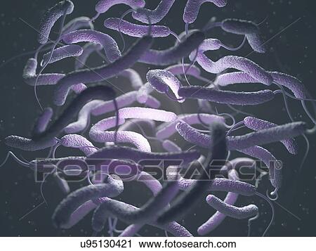 Stock Image - Vibrio cholerae and flagella. Fotosearch