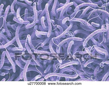Stock Photo - Vibrio cholerae and flagella. Fotosearch