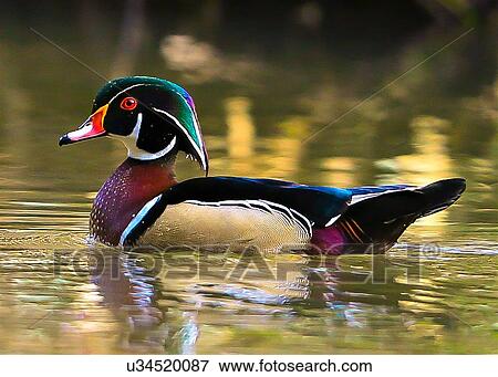 Wood Duck View Large Photo Image Stock Photo - Wood Duck. Fotosearch