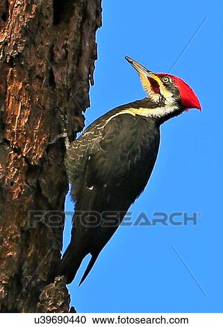 Woodpecker View Large Photo Image Stock Image - Woodpecker. Fotosearch