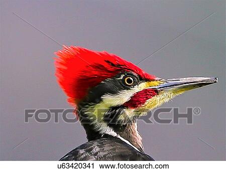Stock Image - Woodpecker. Fotosearch