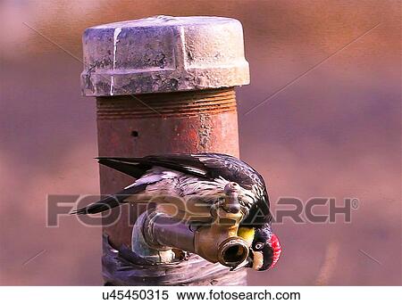Stock Photography - Woodpecker. Fotosearch
