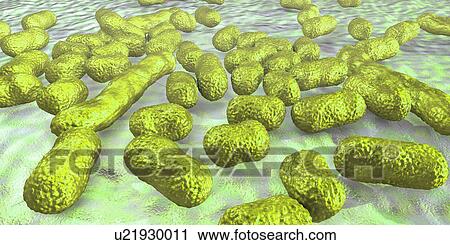 Stock Image - Acinetobacter baumannii bacteria, illustration. Fotosearch