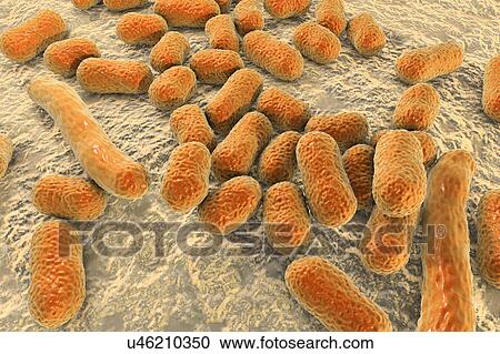 Stock Image - Acinetobacter baumannii bacteria, illustration. Fotosearch