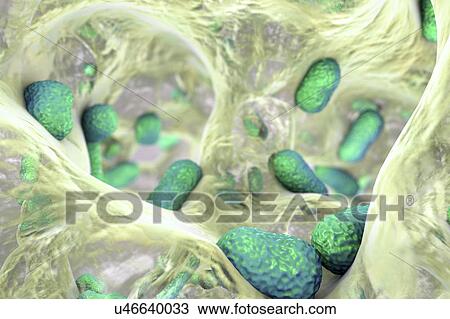 Stock Image - Acinetobacter baumannii bacteria, illustration. Fotosearch