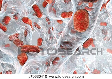 Stock Image - Acinetobacter baumannii bacteria, illustration. Fotosearch