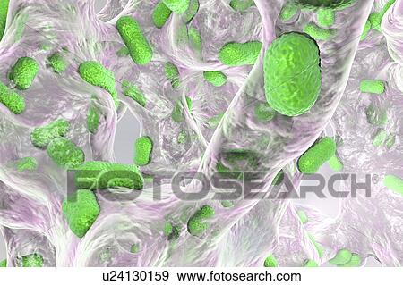Stock Photo - Acinetobacter baumannii bacteria, illustration. Fotosearch