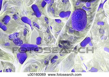 Stock Photo - Acinetobacter baumannii bacteria, illustration. Fotosearch