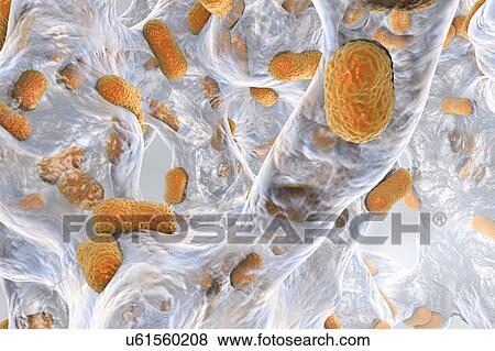 Acinetobacter baumannii bacteria, illustration View Large Photo Image Stock Photo - Acinetobacter baumannii bacteria, illustration. Fotosearch