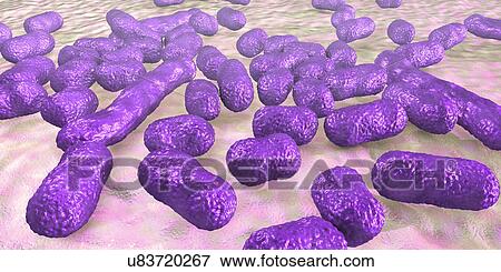 Acinetobacter baumannii bacteria, illustration View Large Photo Image Stock Photo - Acinetobacter baumannii bacteria, illustration. Fotosearch