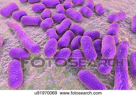 Acinetobacter baumannii bacteria, illustration View Large Photo Image Stock Photo - Acinetobacter baumannii bacteria, illustration. Fotosearch