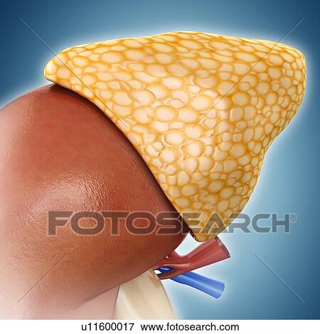 Stock Photo - Adrenal gland anatomy, illustration. Fotosearch