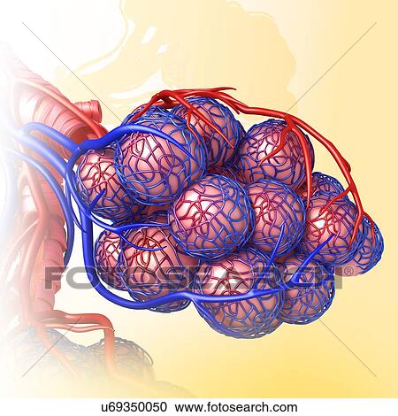 Stock Image - Alveoli and capillaries, illustration. Fotosearch