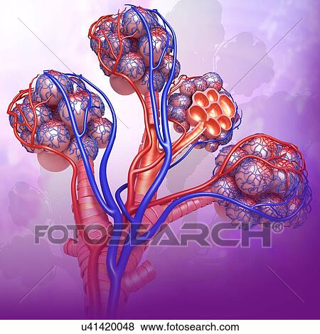 Stock Photo - Alveoli and capillaries, illustration. Fotosearch