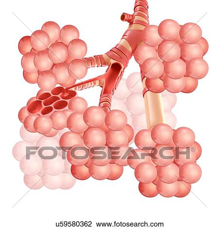 Alveoli clusters, illustration View Large Photo Image Stock Image - Alveoli clusters, illustration. Fotosearch
