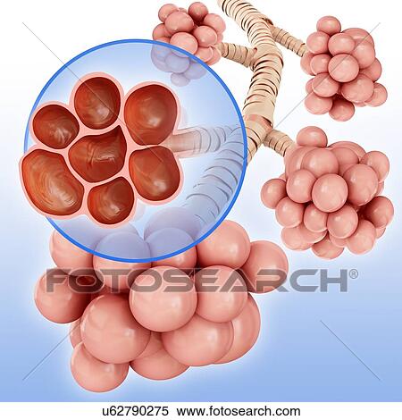 Stock Photography - Alveoli clusters, illustration. Fotosearch