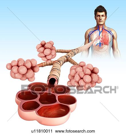 Stock Image - Alveoli, illustration. Fotosearch