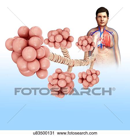 Stock Image - Alveoli, illustration. Fotosearch