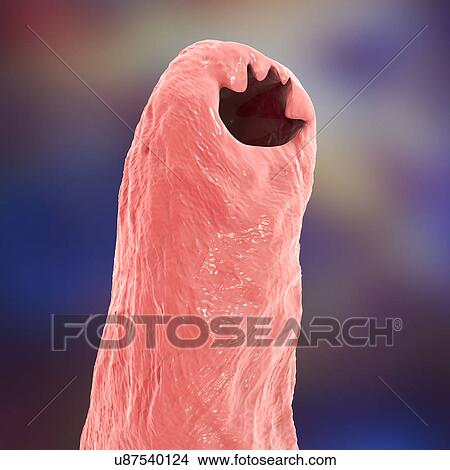 Picture - Ancylostoma hookworm, illustration. Fotosearch