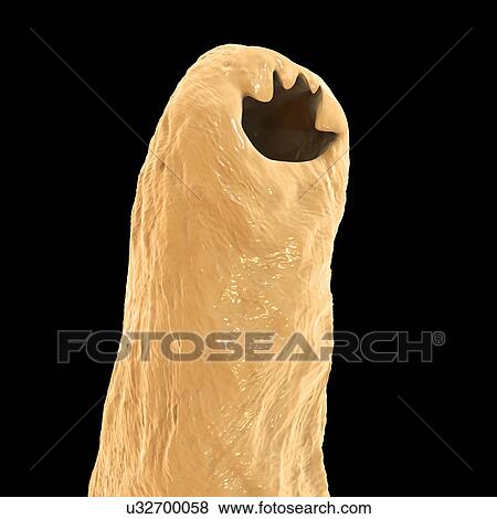 Stock Photo - Ancylostoma hookworm, illustration. Fotosearch