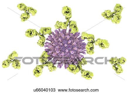 Stock Image - Antibodies attaching HIV particles, illustration. Fotosearch