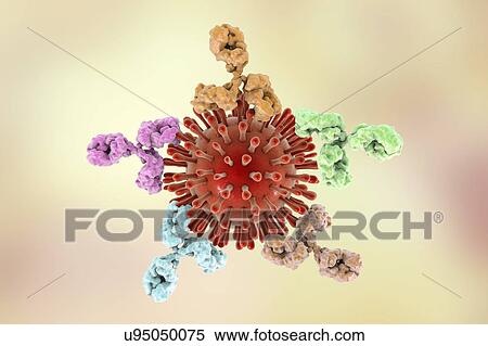 Antibodies attaching HIV particles, illustration View Large Photo Image Stock Photography - Antibodies attaching HIV particles, illustration. Fotosearch