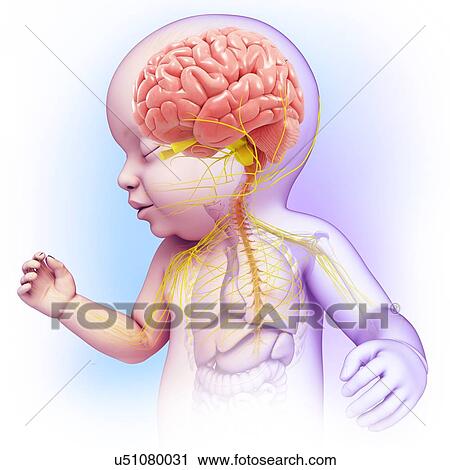 Baby's brain and nervous system, illustration View Large Photo Image Stock Image - Baby's brain and nervous system, illustration. Fotosearch