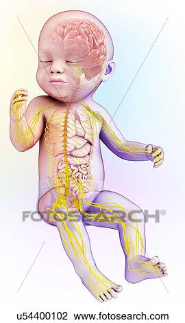 Stock Image - Baby's brain and nervous system, illustration. Fotosearch