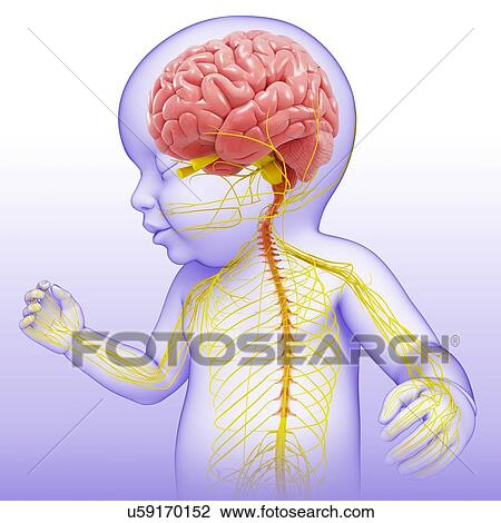 Stock Image - Baby's brain and nervous system, illustration. Fotosearch
