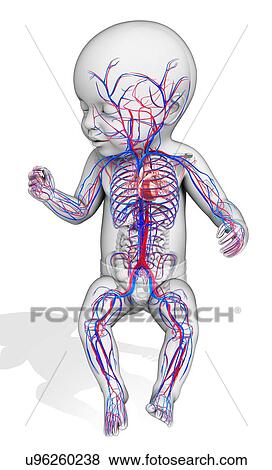 Baby's circulatory system, illustration View Large Photo Image Stock Photo - Baby's circulatory system, illustration. Fotosearch