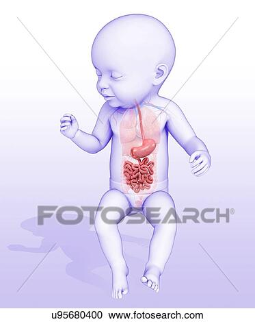 Stock Image - Baby's digestive system, illustration. Fotosearch
