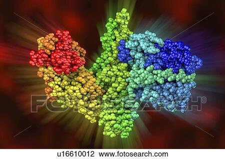 Botulinum neurotoxin type A molecule View Large Photo Image Stock Image - Botulinum neurotoxin type A molecule. Fotosearch