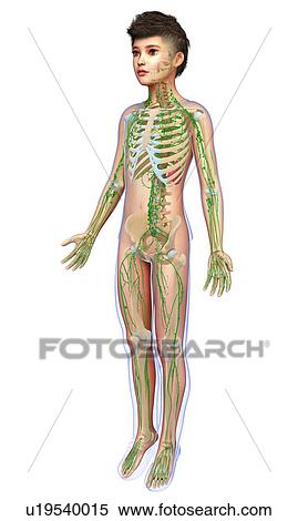 Boy skeletal and lymphatic systems, illustration View Large Photo Image Stock Photography - Boy skeletal and lymphatic systems, illustration. Fotosearch