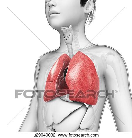 Stock Image - Boy's lungs, illustration. Fotosearch