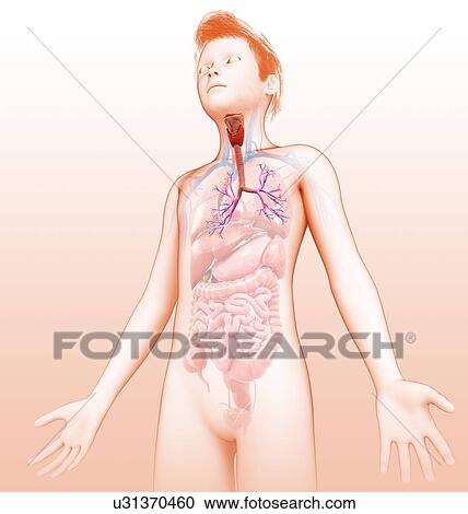 Boy's lungs, illustration View Large Photo Image Stock Image - Boy's lungs, illustration. Fotosearch