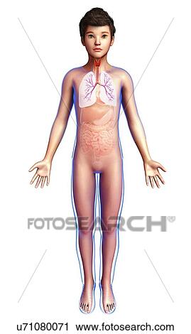 Boy's lungs, illustration View Large Photo Image Stock Image - Boy's lungs, illustration. Fotosearch