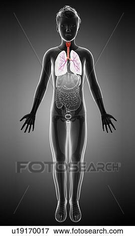Boy's lungs, illustration View Large Photo Image Stock Photo - Boy's lungs, illustration. Fotosearch