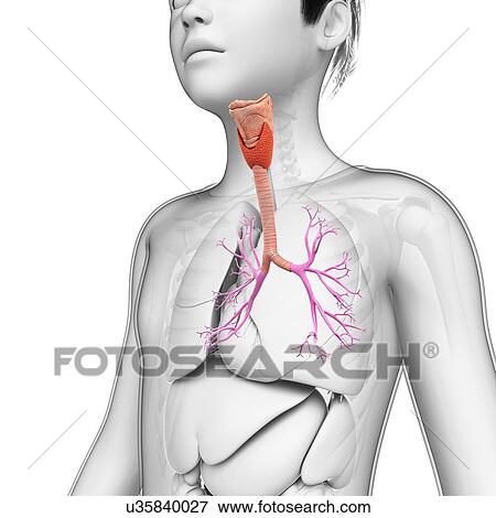 Boy's lungs, illustration View Large Photo Image Stock Photo - Boy's lungs, illustration. Fotosearch