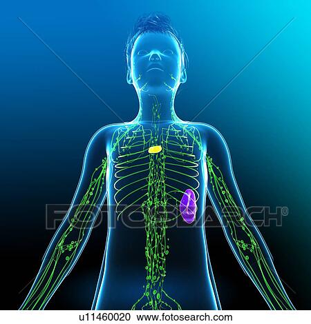 Stock Image - Boy's lymphatic system, illustration. Fotosearch