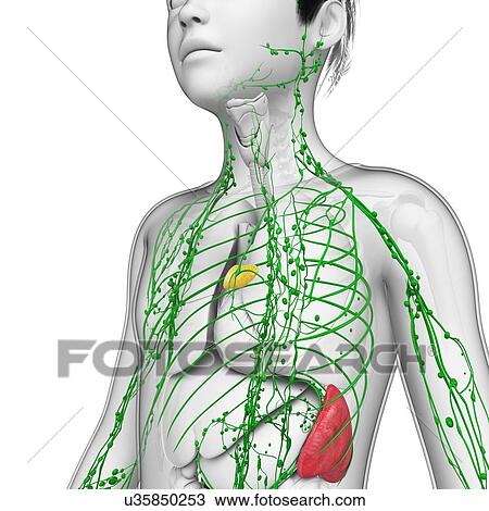 Stock Image - Boy's lymphatic system, illustration. Fotosearch