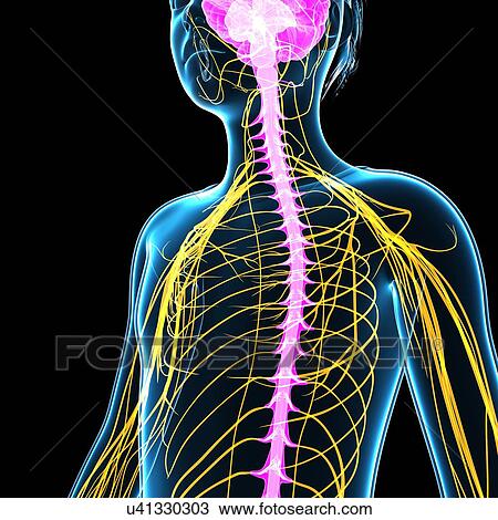 Stock Image - Boy's nervous system, illustration. Fotosearch