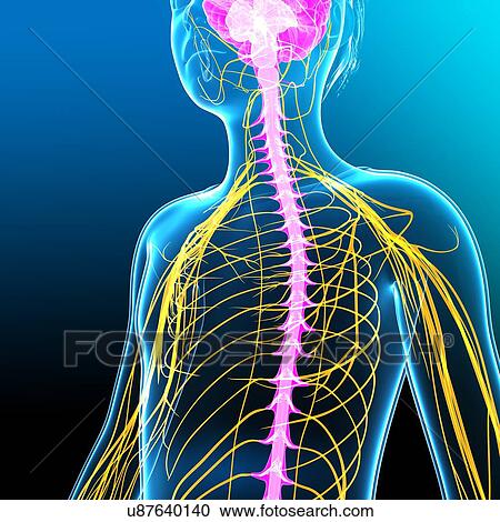 Stock Image - Boy's nervous system, illustration. Fotosearch