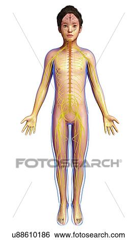 Stock Photograph - Boy's nervous system, illustration. Fotosearch