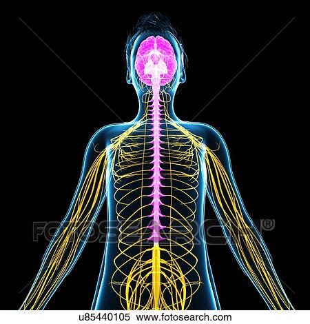 Stock Photography - Boy's nervous system, illustration. Fotosearch