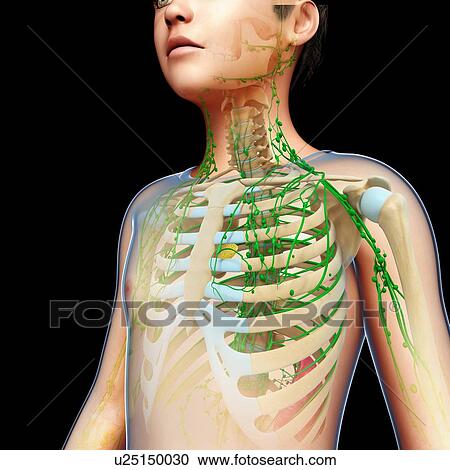 Stock Image - Boy's skeletal and lymphatic systems, illustration. Fotosearch