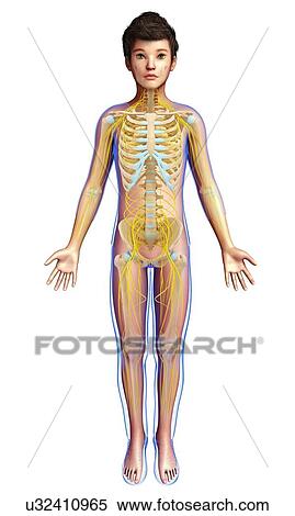 Stock Photography - Boy's skeletal and nervous systems, illustration. Fotosearch