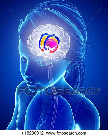 Brain anatomy, illustration View Large Photo Image Stock Image - Brain anatomy, illustration. Fotosearch