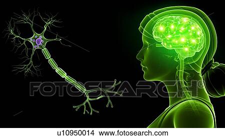 Picture - Brain and nerve cell, illustration. Fotosearch